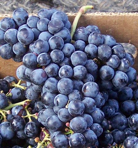 Cabernet_Franc Terra Alta Grape