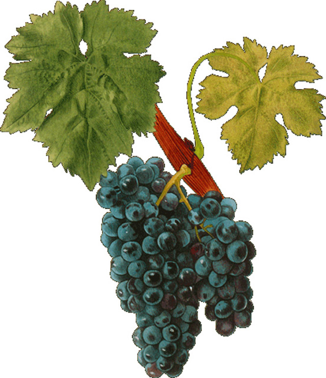 Carignan_cariñena Terra Alta grape