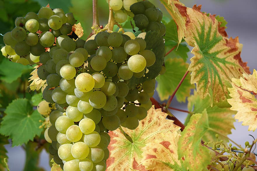 Terra Alta Chardonnay Grape