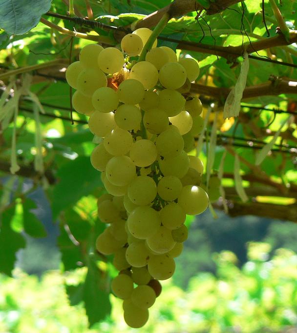 Chenin grape_white_ terra alta