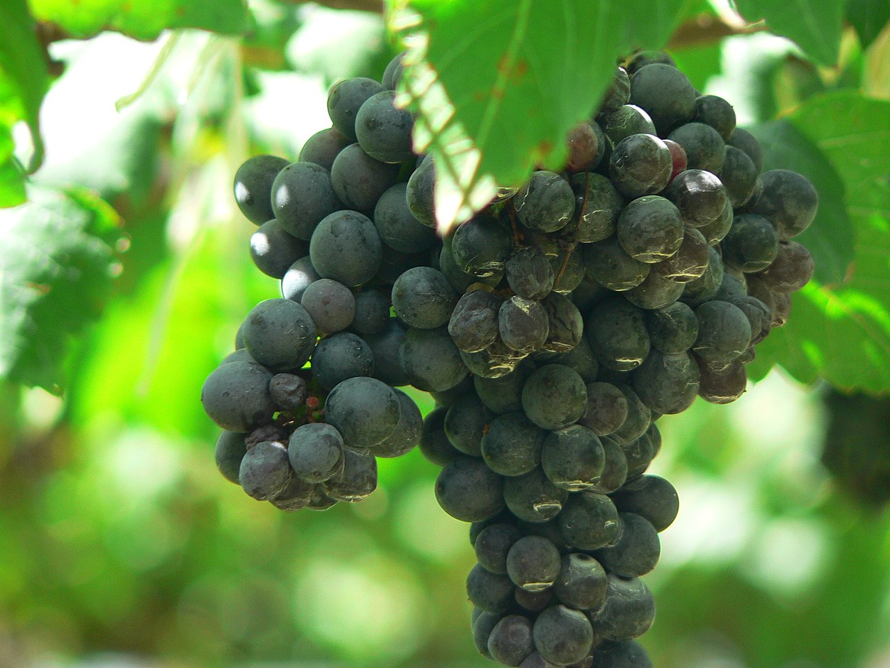 High Syrah_terra grape