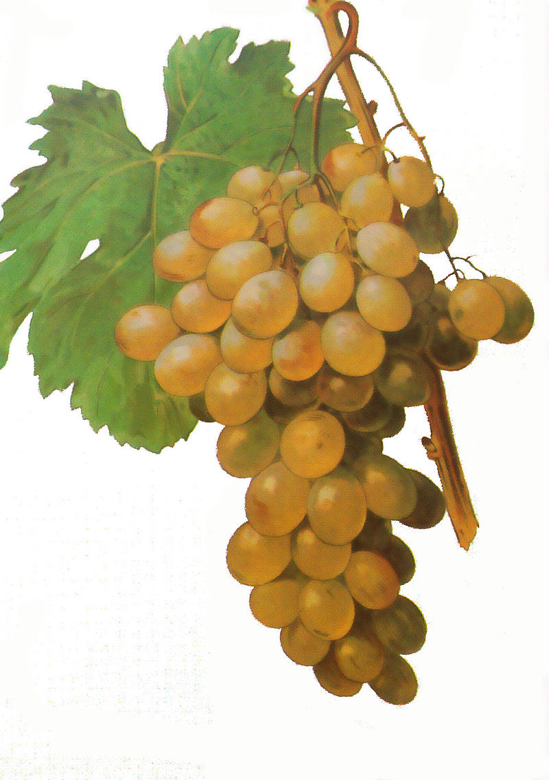 Muscat grape of Alexandria Terra Alta